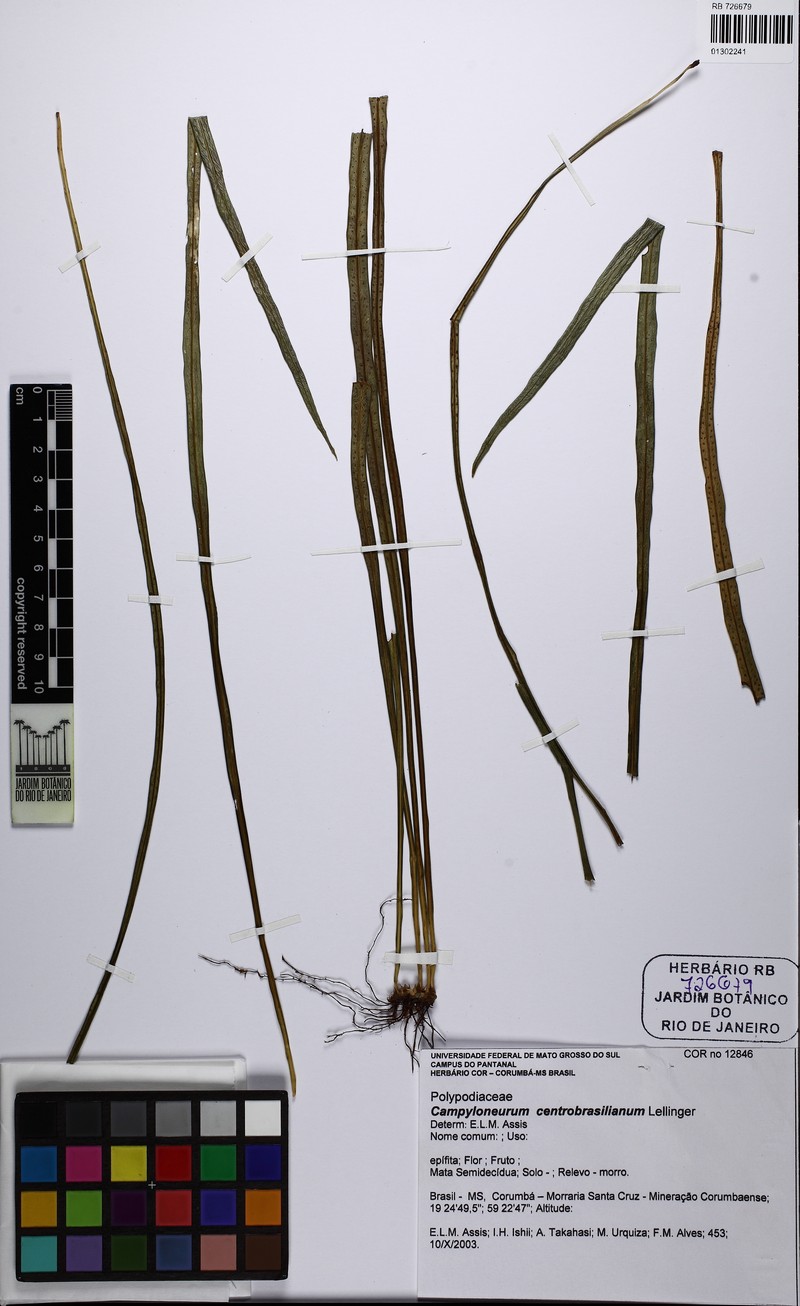 Campyloneurum centrobrasilianum photo 4