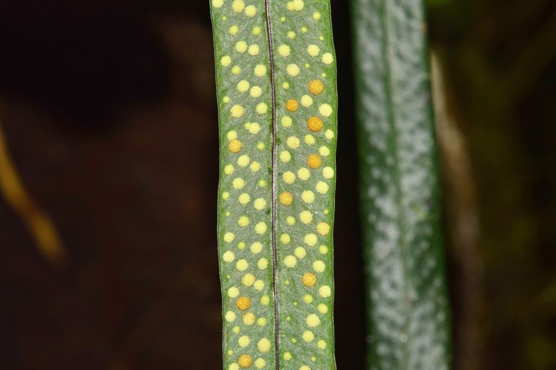 Campyloneurum chlorolepis