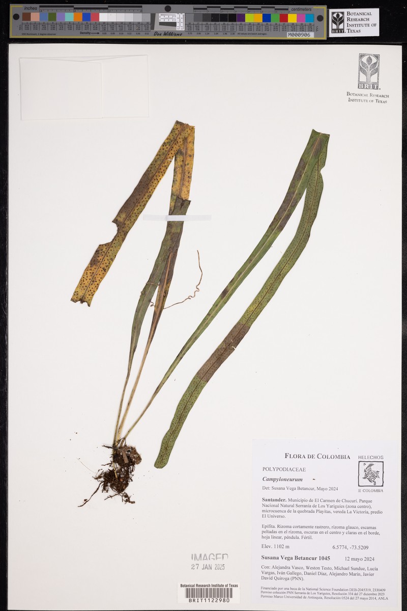 Campyloneurum chlorolepis photo 2