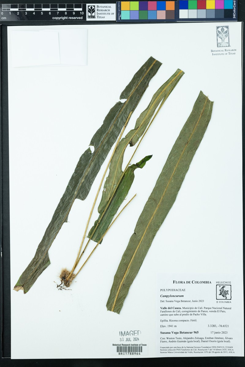 Campyloneurum chlorolepis photo 3