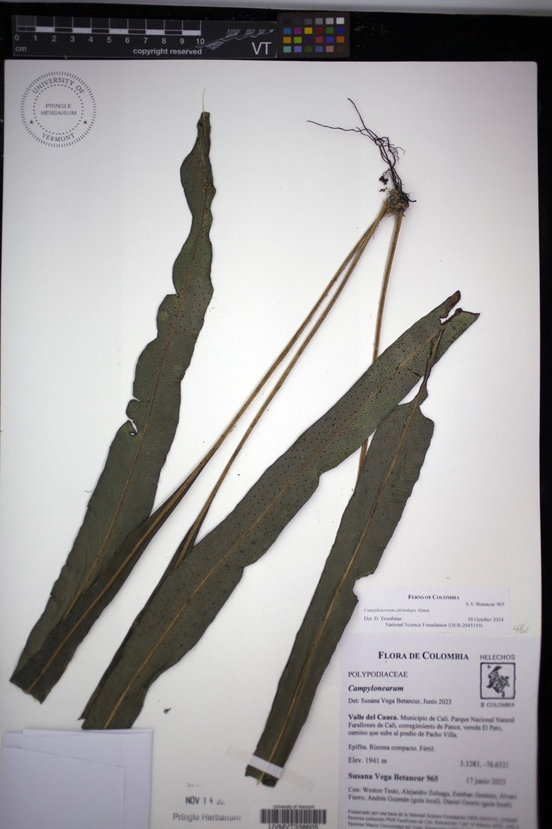 Campyloneurum chlorolepis photo 4