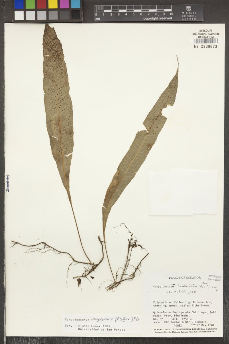 Campyloneurum chrysopodum