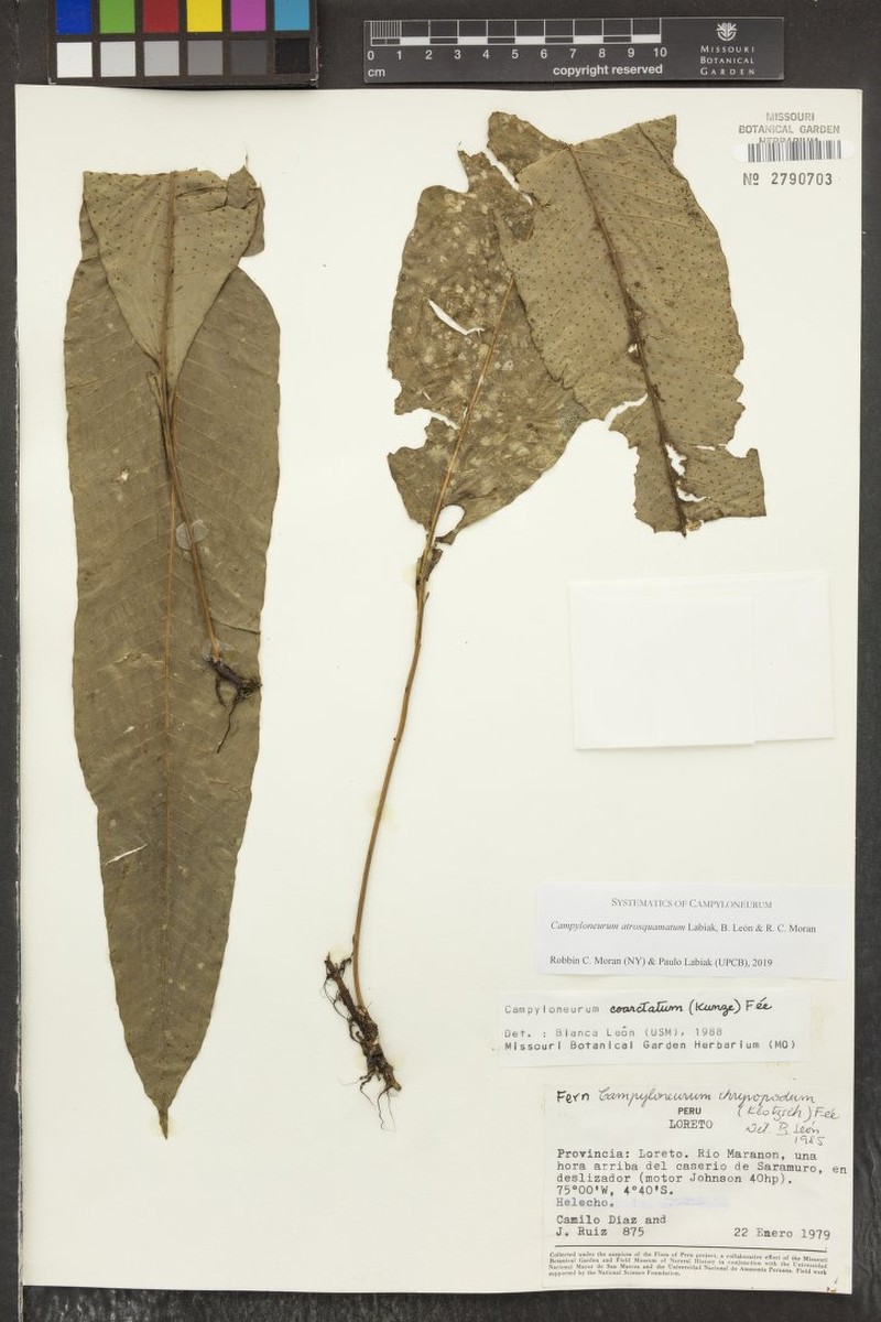 Campyloneurum chrysopodum photo 2