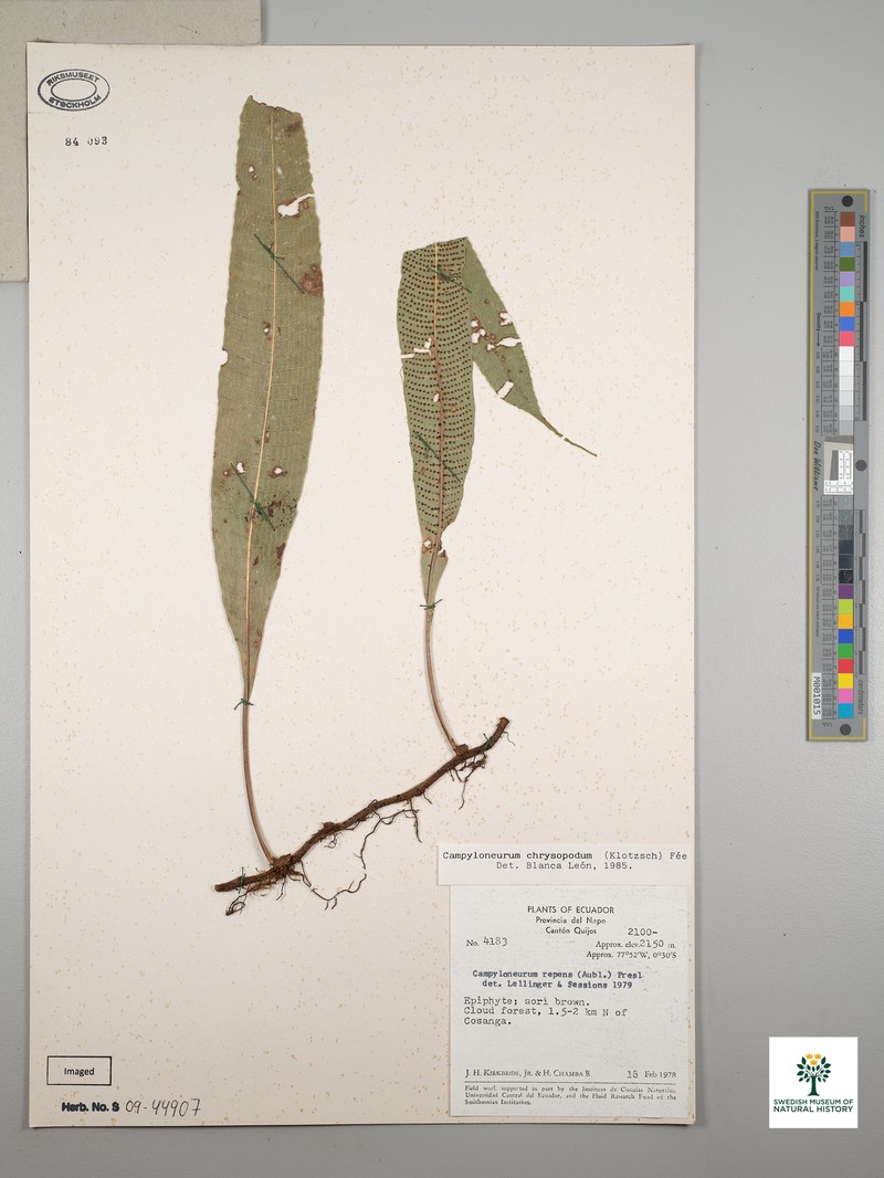 Campyloneurum chrysopodum photo 3