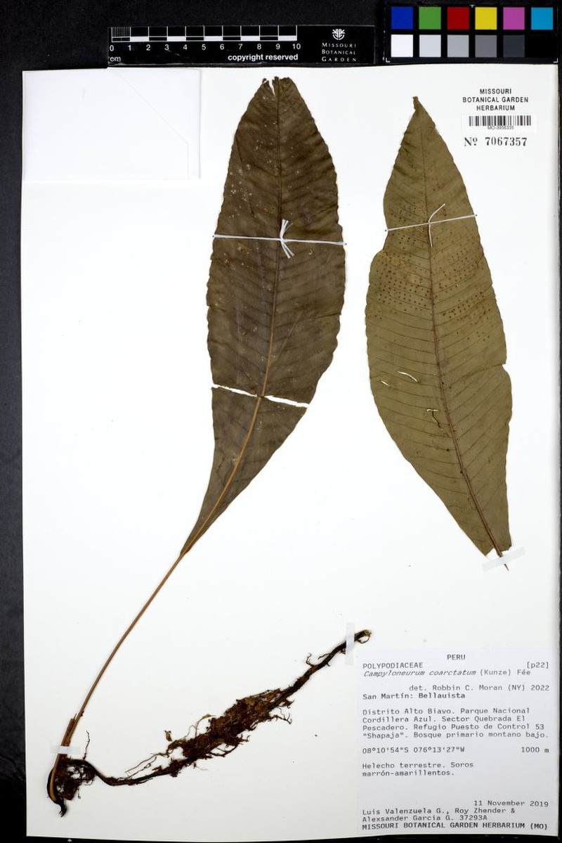 Campyloneurum coarctatum