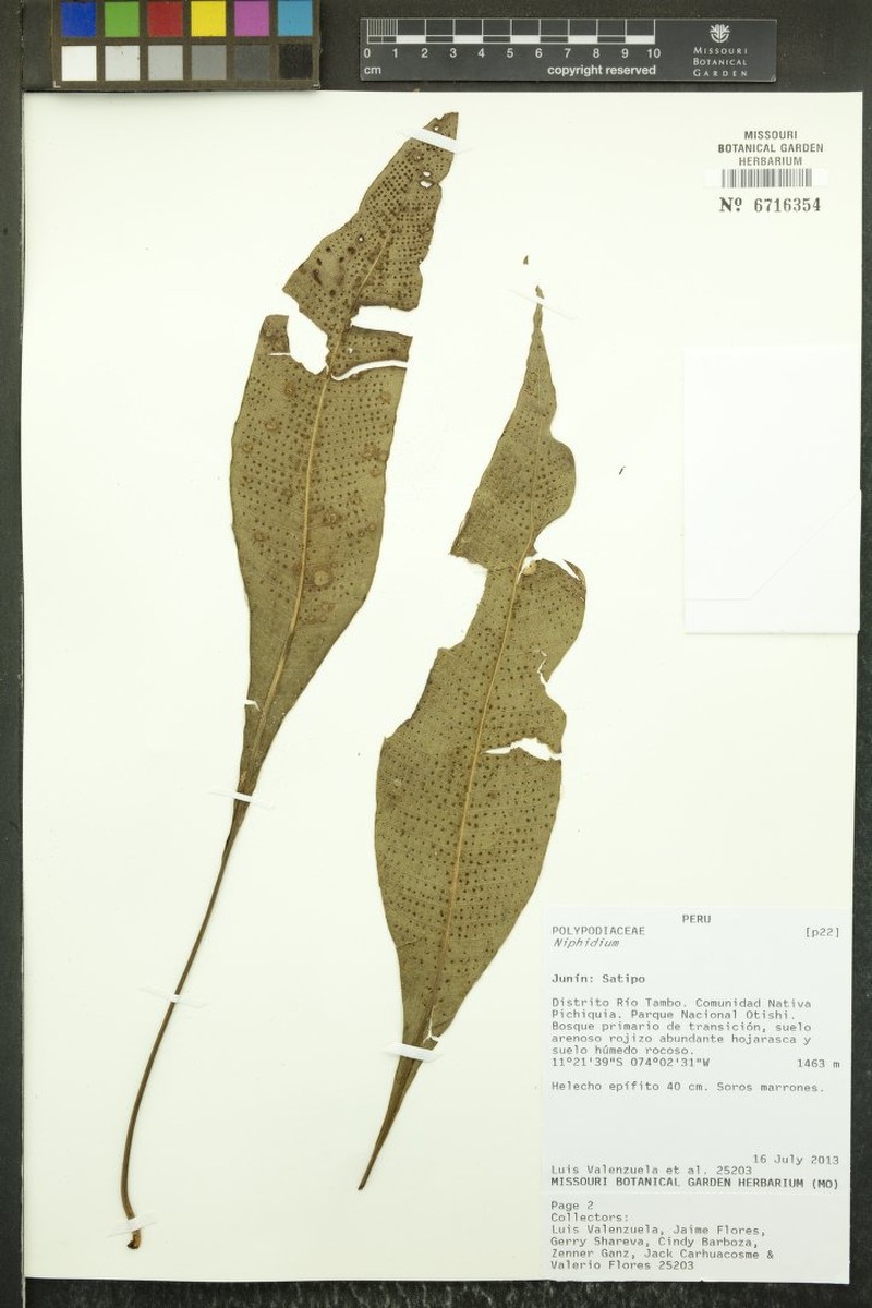 Campyloneurum coarctatum photo 2