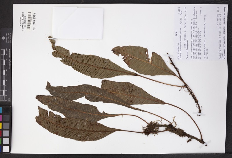 Campyloneurum coarctatum photo 3