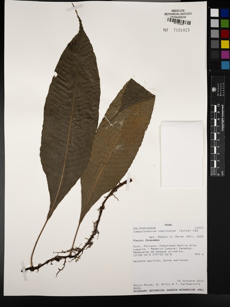 Campyloneurum coarctatum photo 4