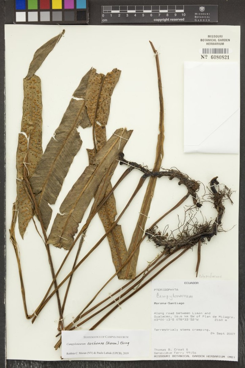 Campyloneurum cochense photo 2