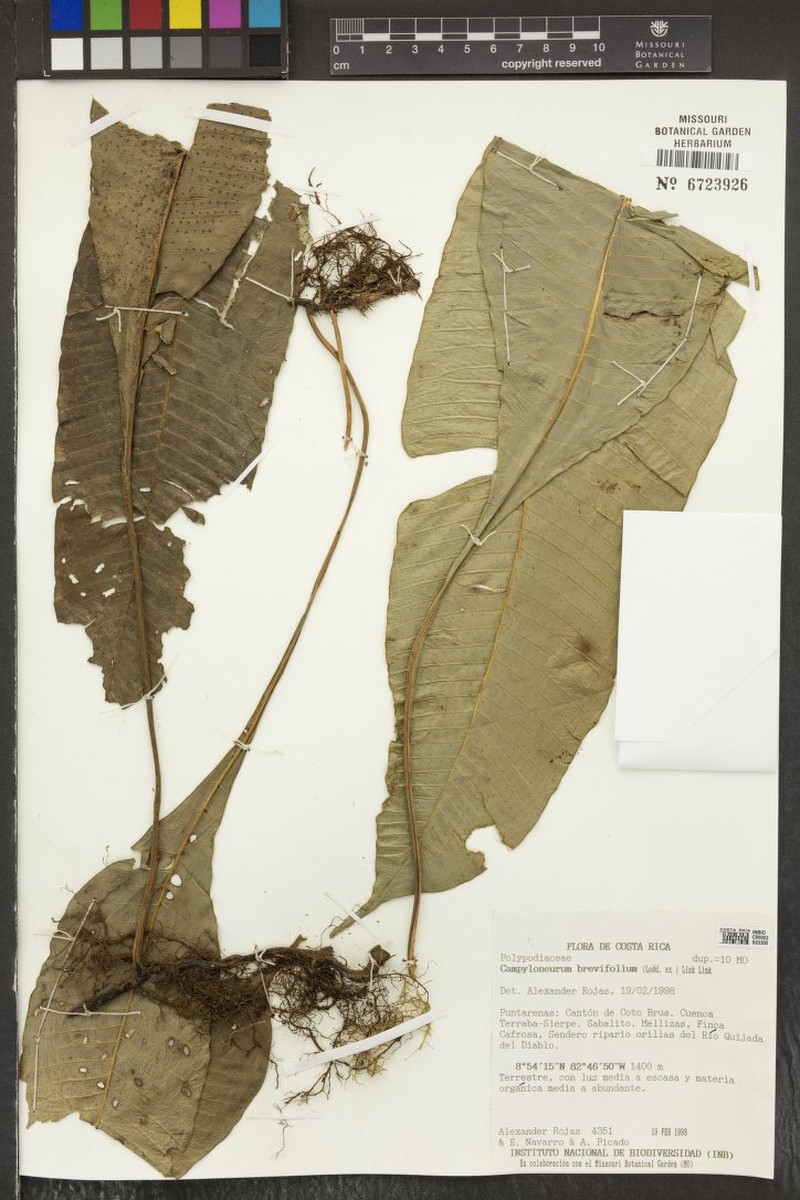 Campyloneurum concavum
