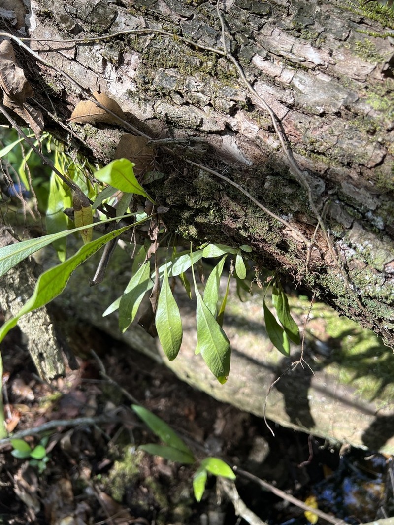 Tailed Strapfern