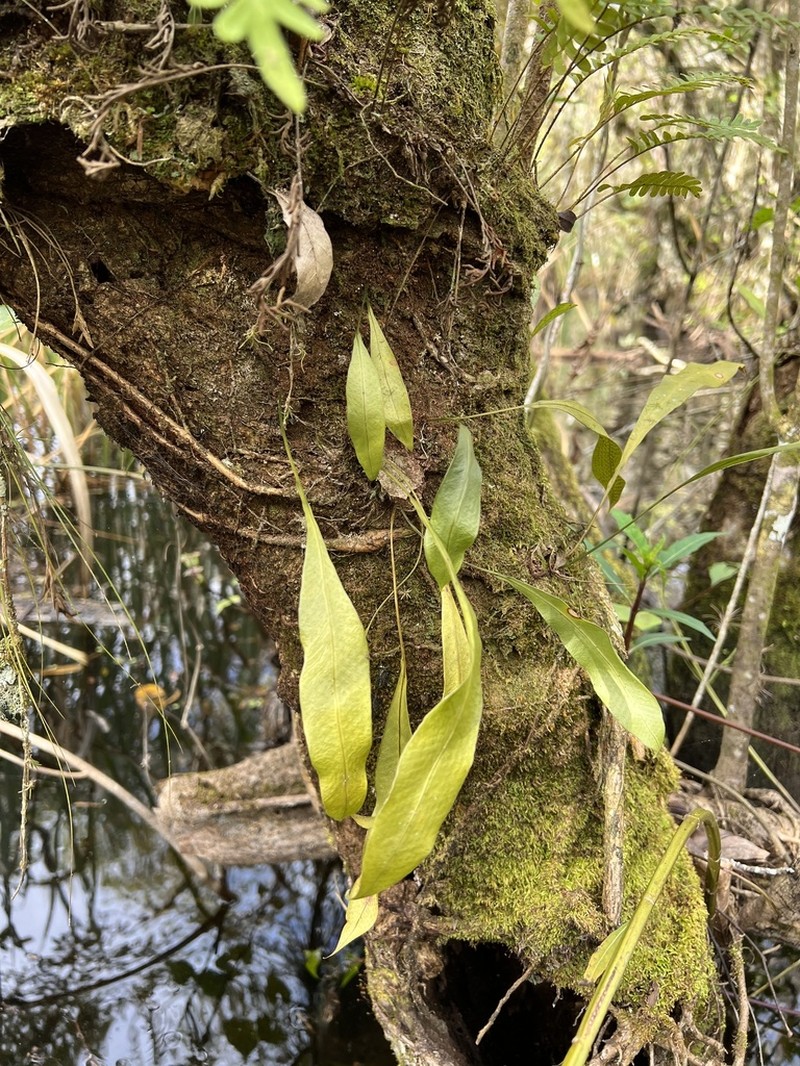Tailed Strapfern photo 2