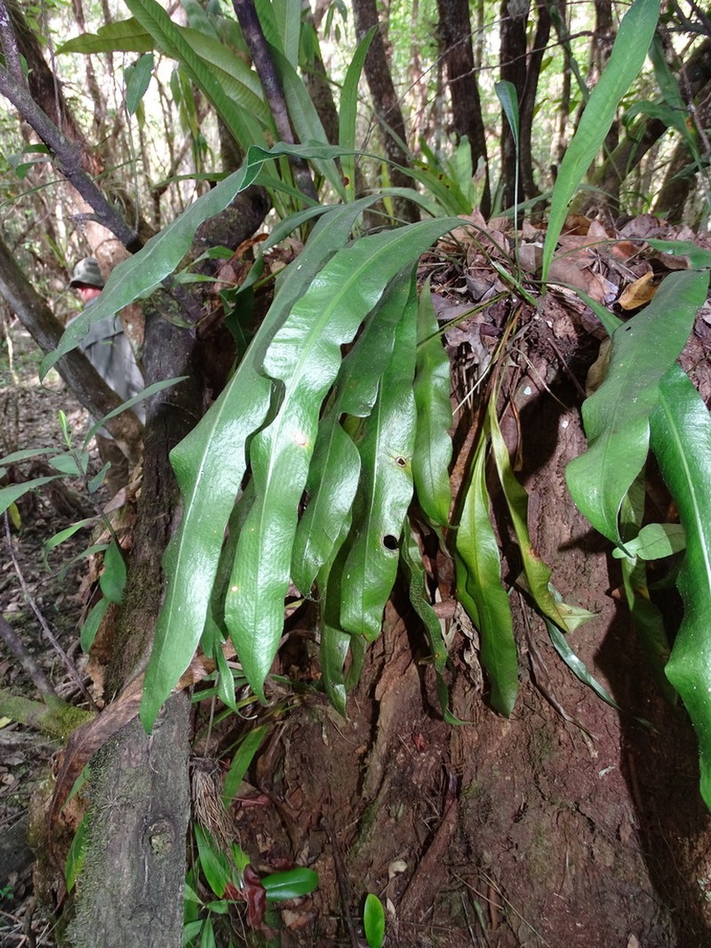 Tailed Strapfern photo 3