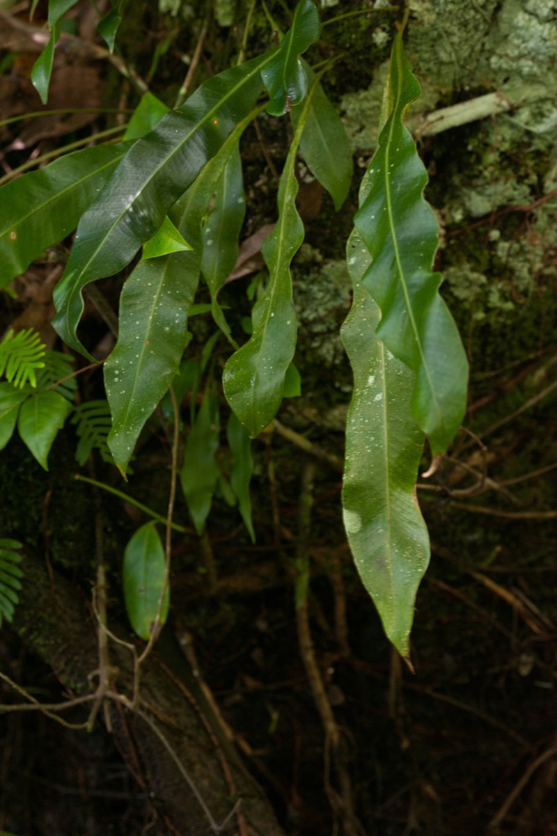 Tailed Strapfern photo 4
