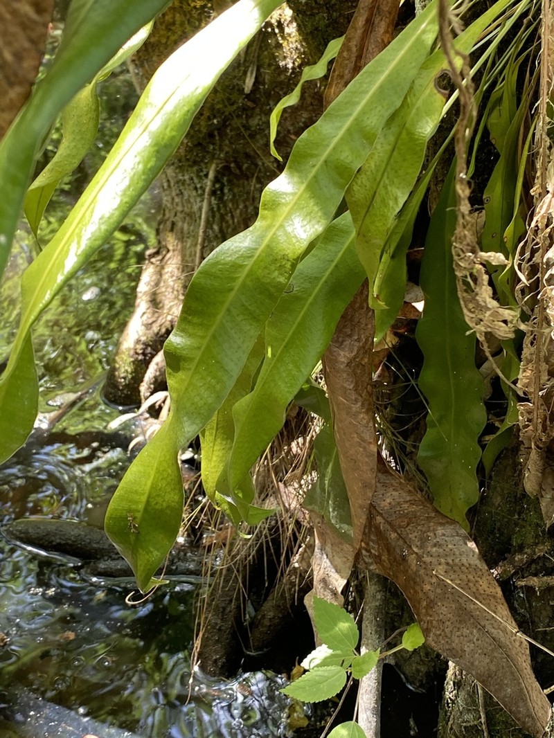 Tailed Strapfern photo 5
