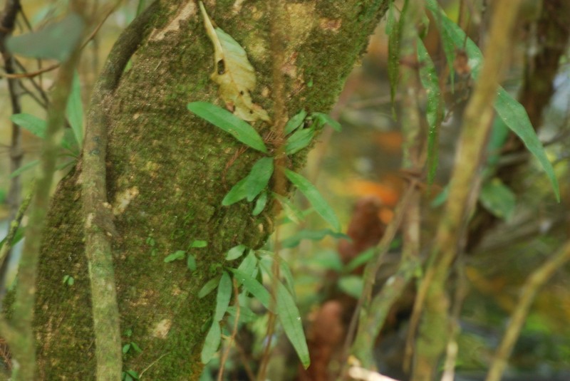 Tailed Strapfern photo 6