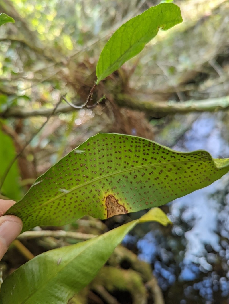 Tailed Strapfern photo 7