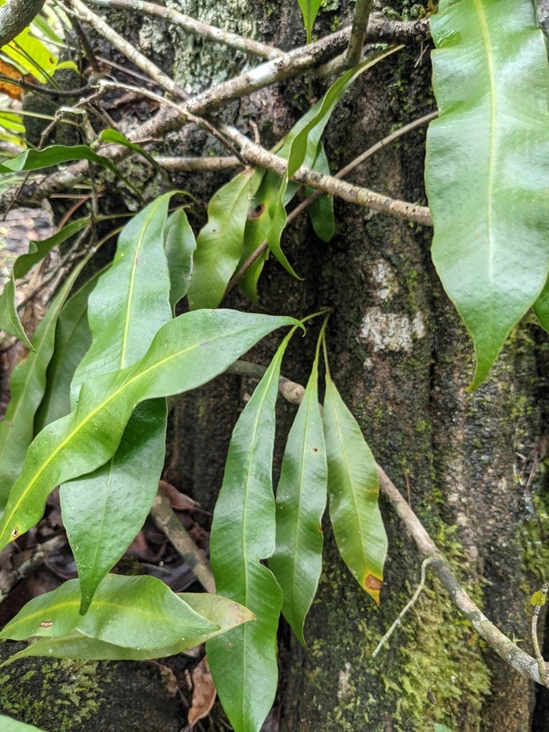 Tailed Strapfern photo 8