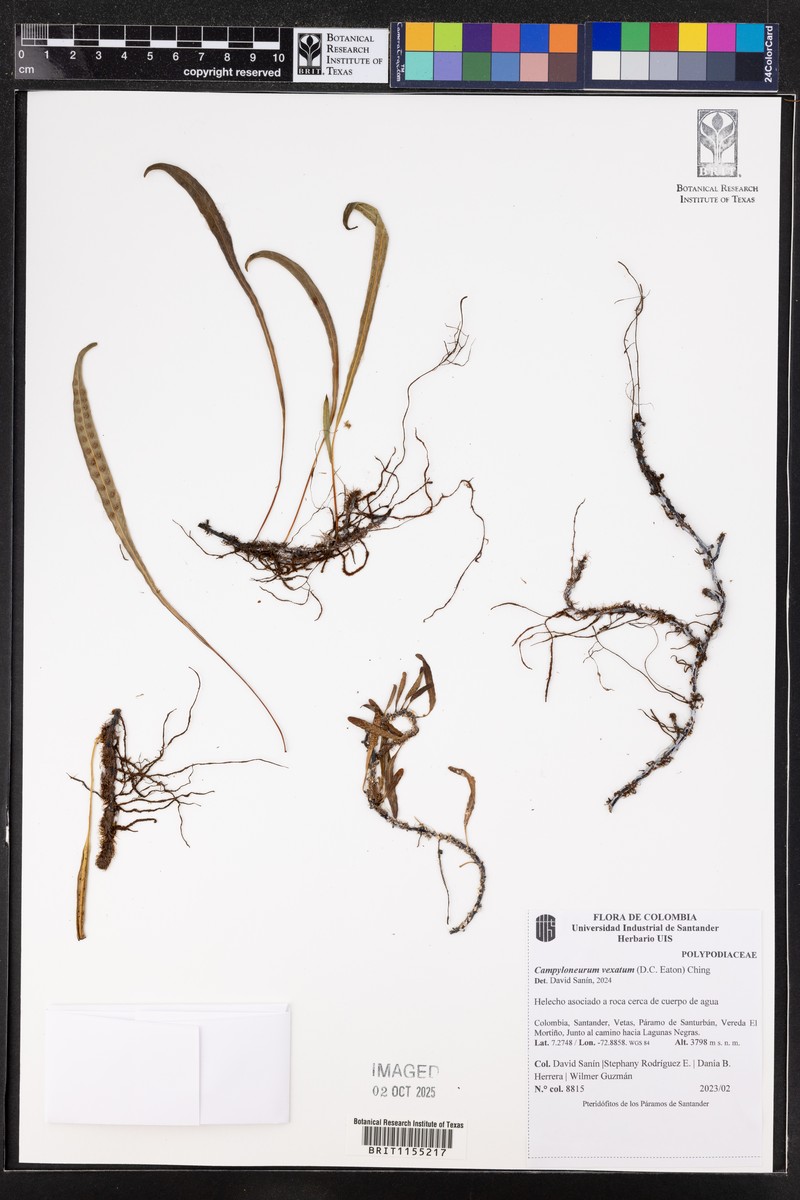 Campyloneurum cubense
