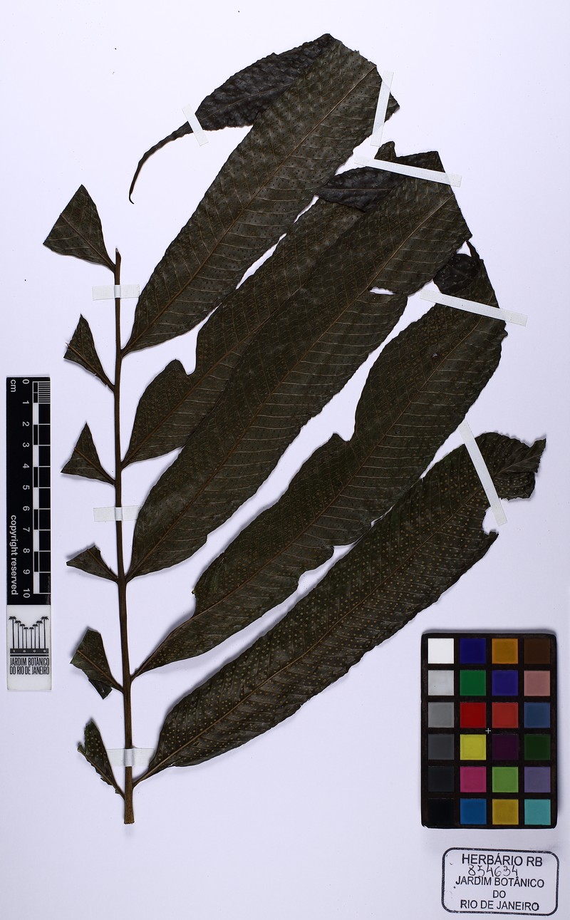 Campyloneurum decurrens