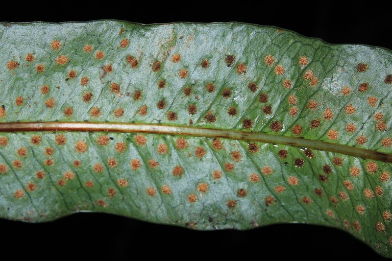 Campyloneurum densifolium