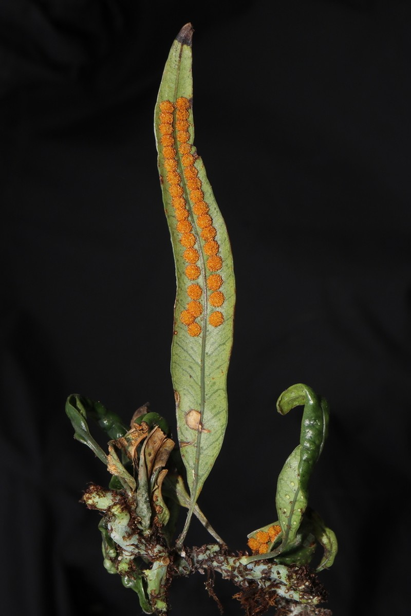 Campyloneurum densifolium photo 2
