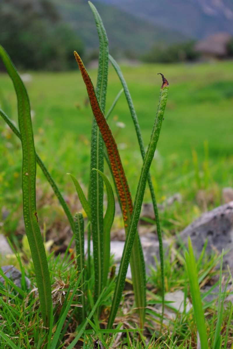 Campyloneurum densifolium photo 3