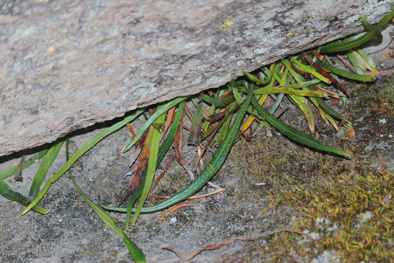 Campyloneurum densifolium photo 4