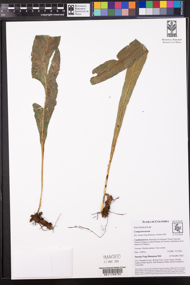 Campyloneurum densifolium photo 5