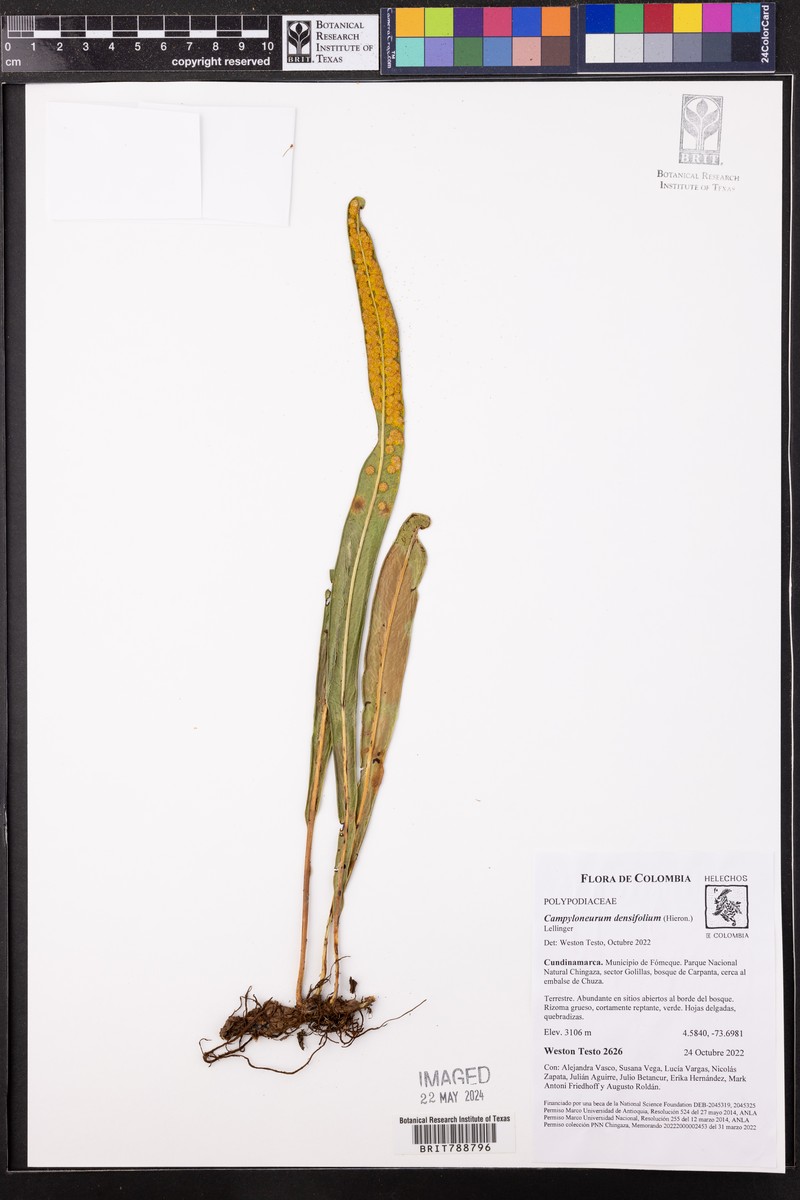 Campyloneurum densifolium photo 6