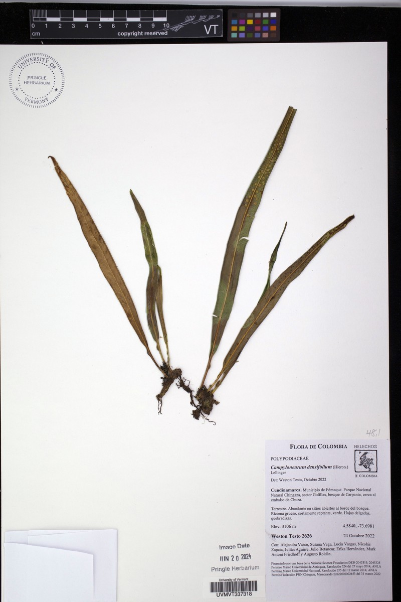 Campyloneurum densifolium photo 7