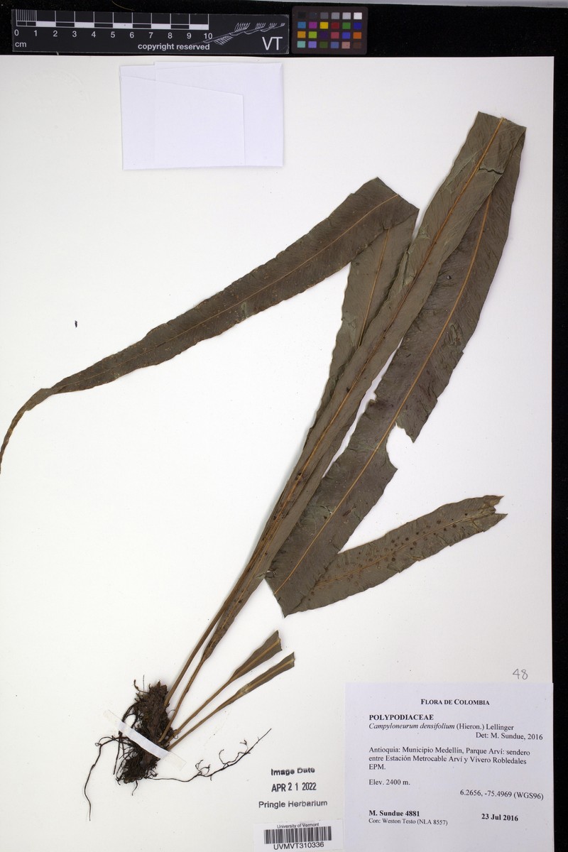 Campyloneurum densifolium photo 8