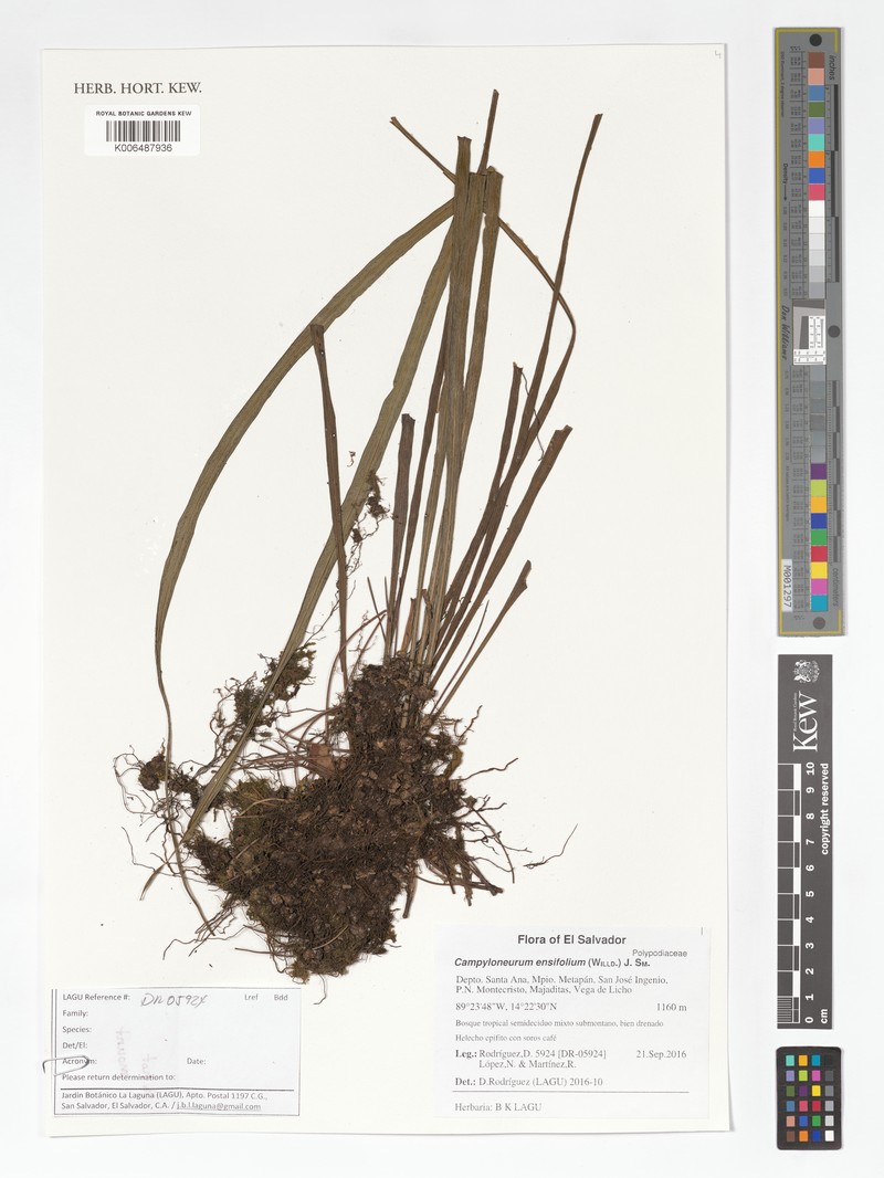 Campyloneurum ensifolium
