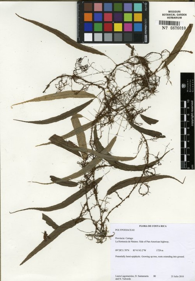 Campyloneurum falcoideum