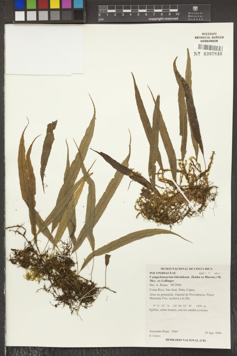 Campyloneurum falcoideum photo 2