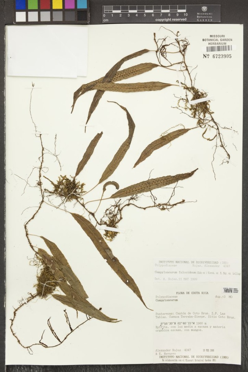 Campyloneurum falcoideum photo 3