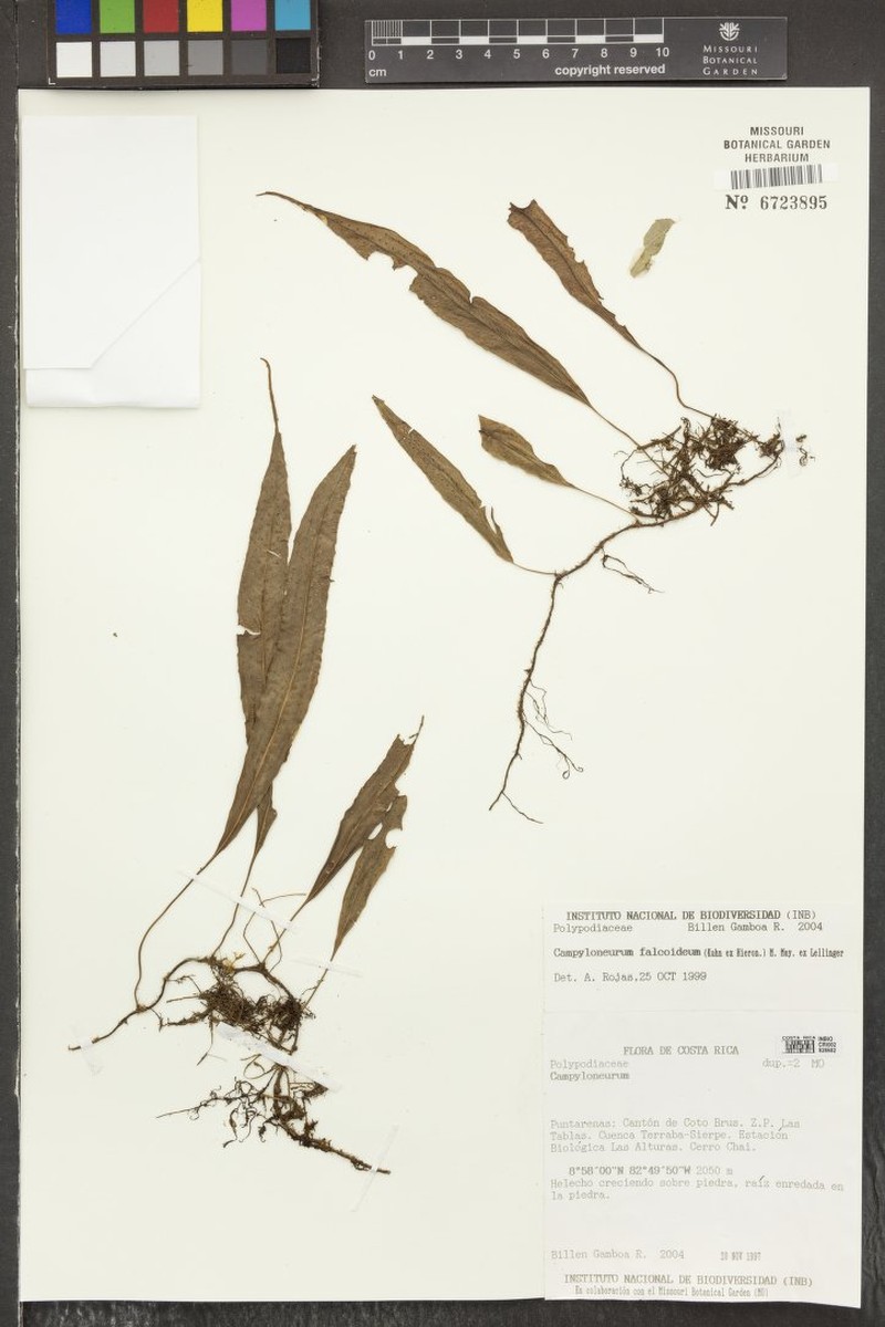 Campyloneurum falcoideum photo 4
