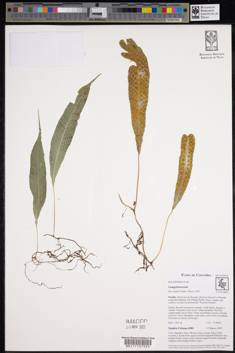 Campyloneurum filiforme