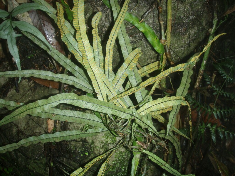 Campyloneurum fuscosquamatum