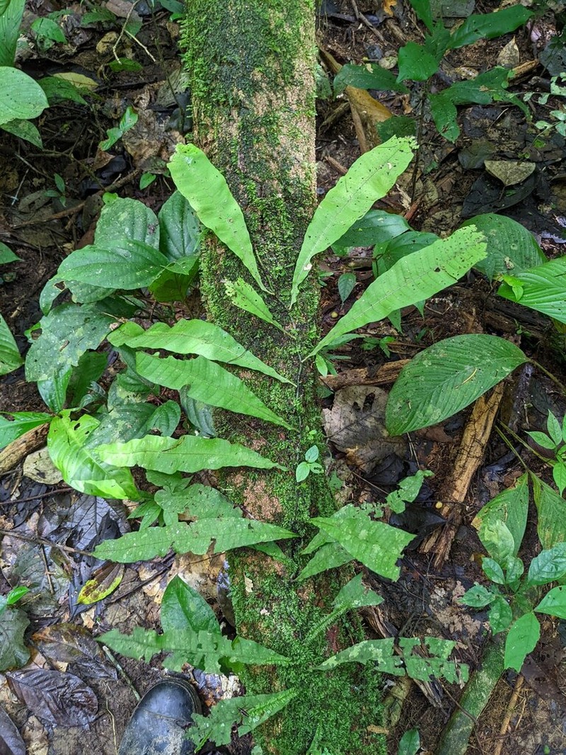 Campyloneurum fuscosquamatum photo 2