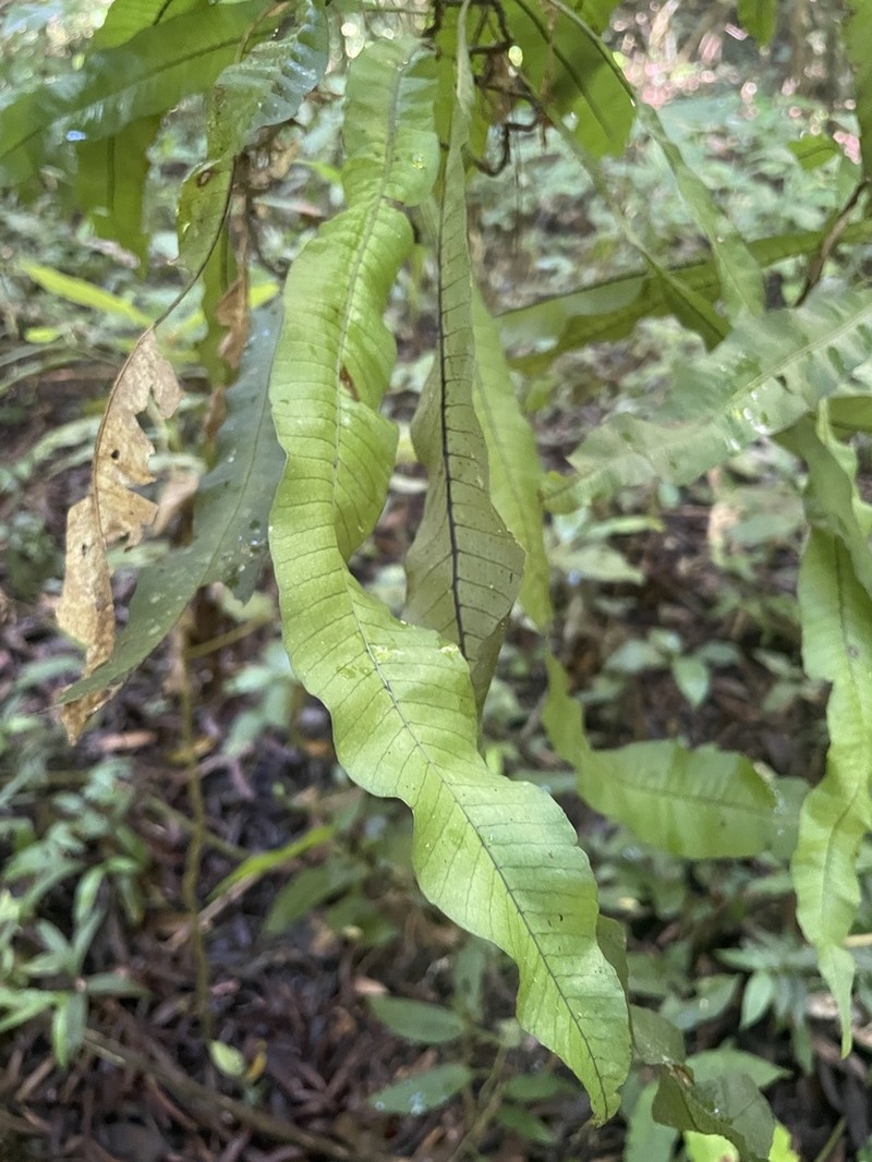 Campyloneurum fuscosquamatum photo 3