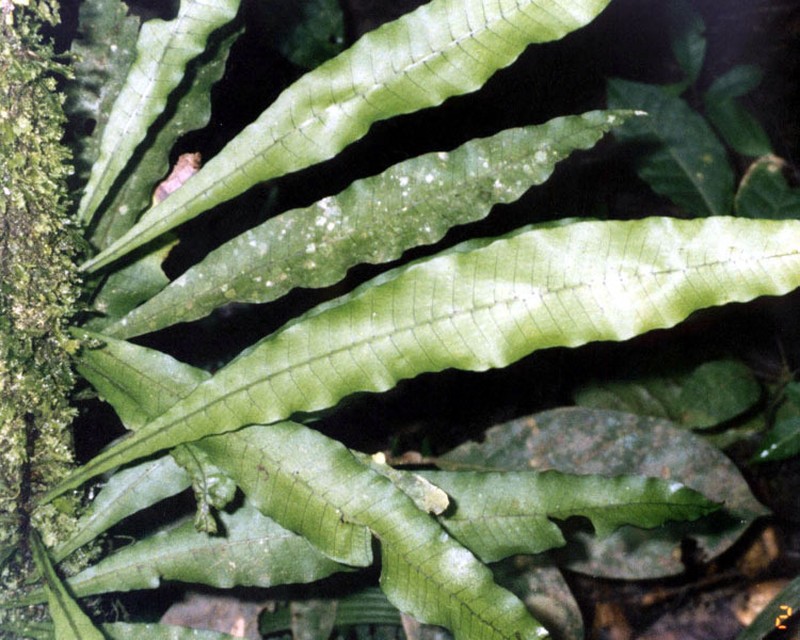 Campyloneurum fuscosquamatum photo 4