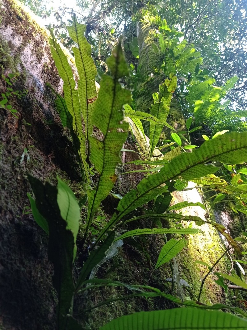 Campyloneurum fuscosquamatum photo 5