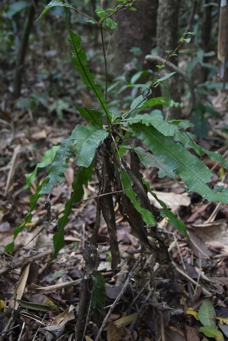 Campyloneurum fuscosquamatum photo 6