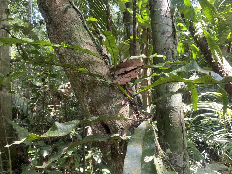 Campyloneurum fuscosquamatum photo 7