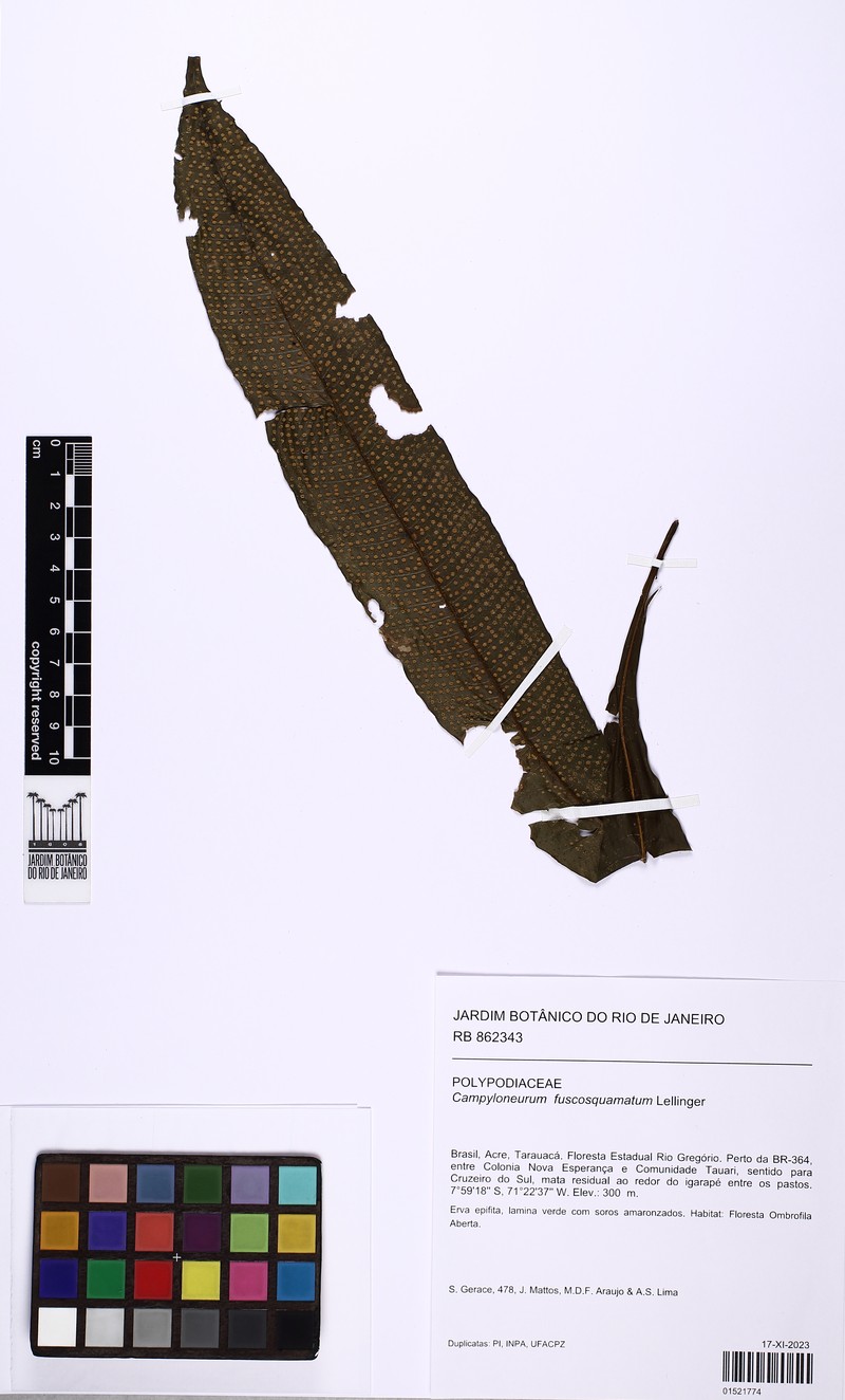Campyloneurum fuscosquamatum photo 8