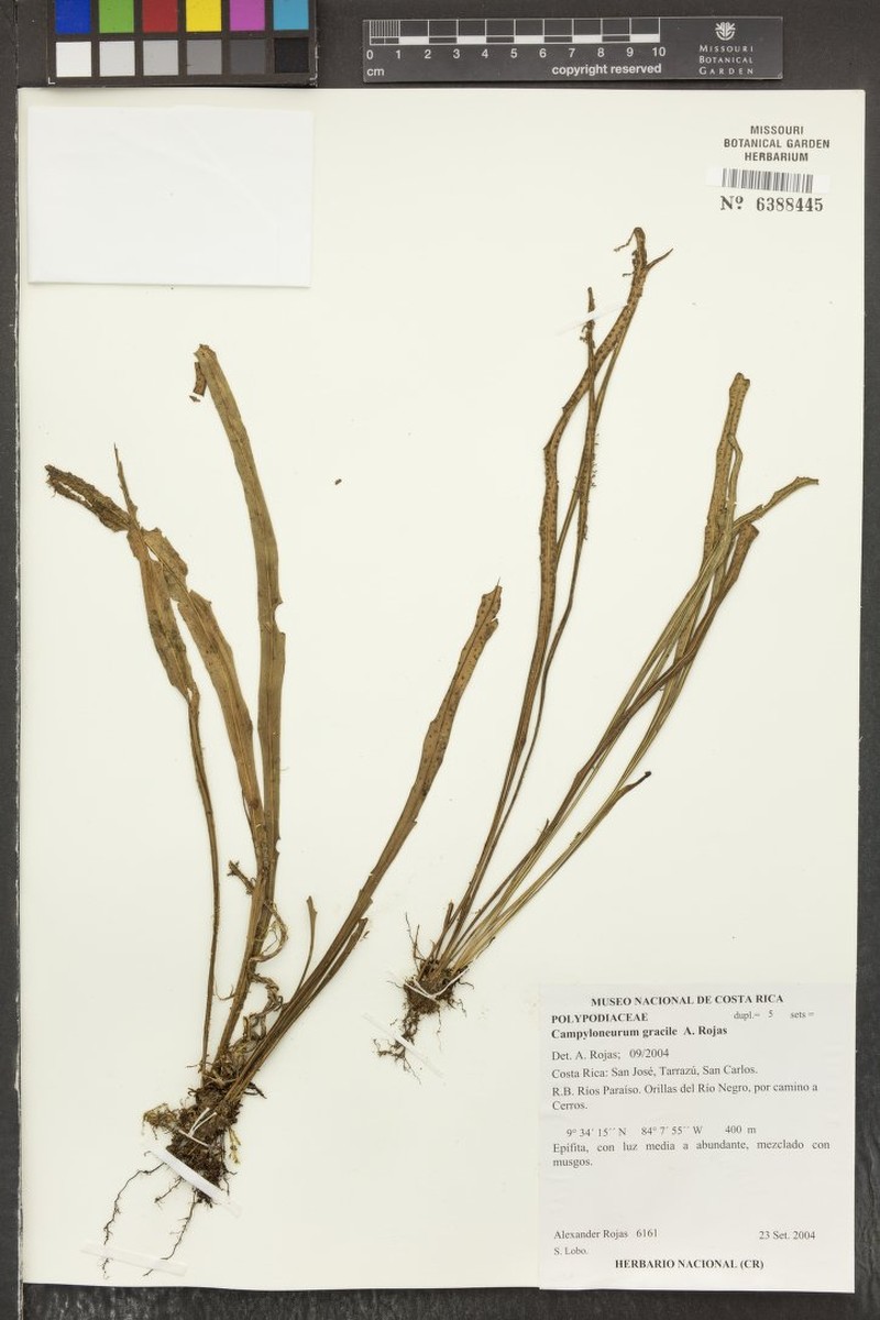 Campyloneurum gracile