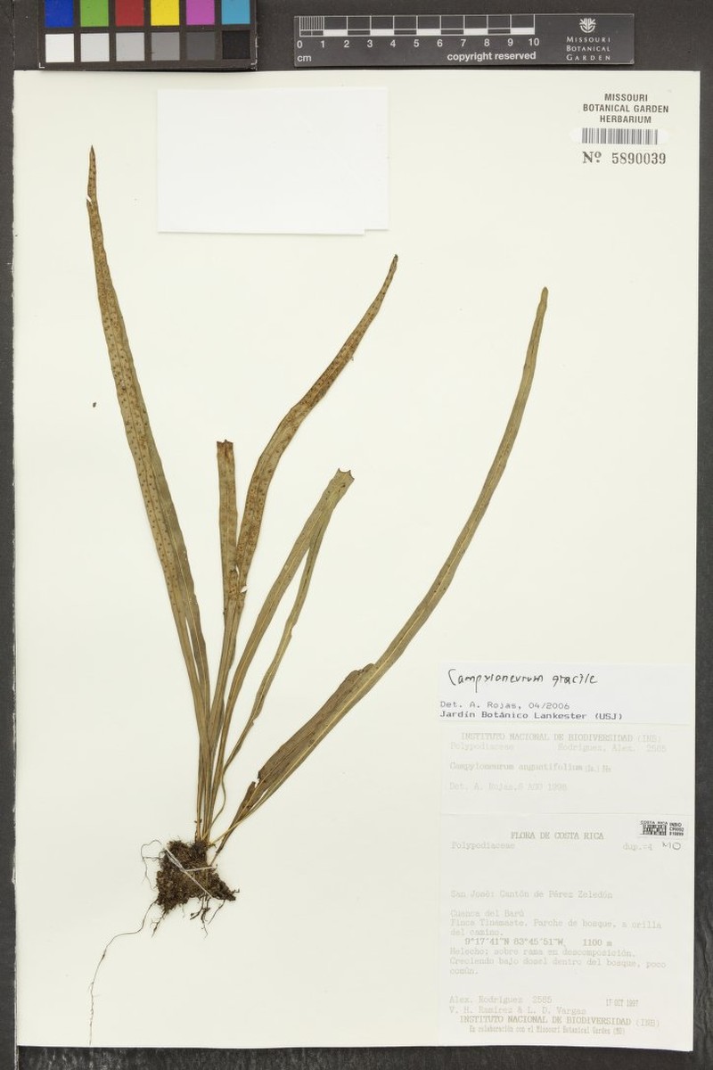Campyloneurum gracile photo 2