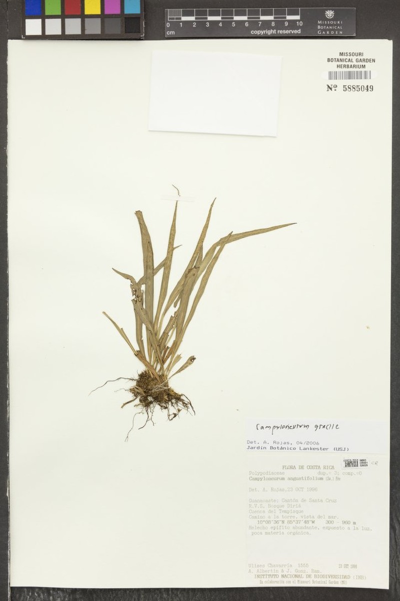 Campyloneurum gracile photo 3