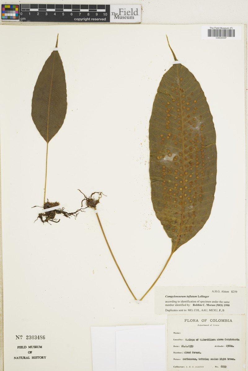 Campyloneurum inflatum